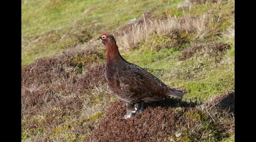 Red Grouse