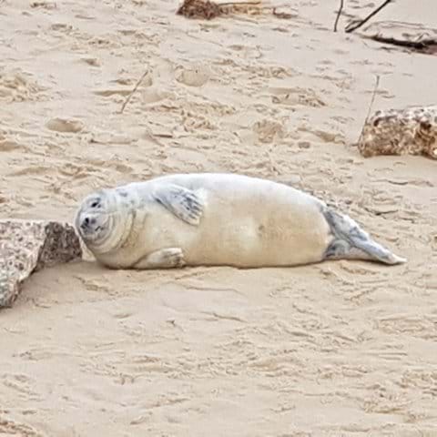 Seal on Hemsby Beach January 2022