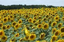 Sunflowers in full bloom growing in the nearby field