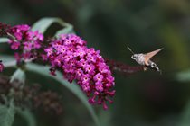 While the hummingbird moths feed on