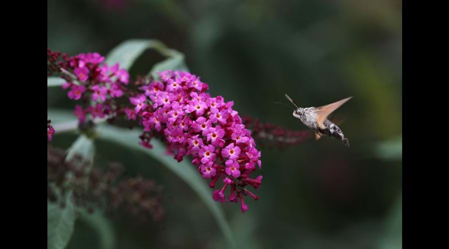 While the hummingbird moths feed on