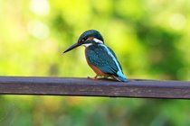 The vividly coloured kingfisher is frequently seen on the bridge; magnificently photographed by a guest in its usual spot