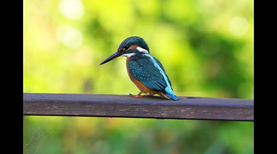 The vividly coloured kingfisher is frequently seen on the bridge; magnificently photographed by a guest in its usual spot