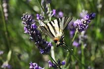 As do the swallow tail butterflies (photograph courtesy of a Moulin guest)