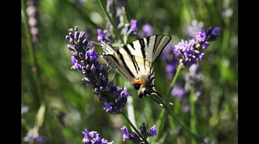 As do the swallow tail butterflies (photograph courtesy of a Moulin guest)