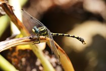 Along with a Golden Ringed dragonfly settling near the stream, taken by a guest during their stay