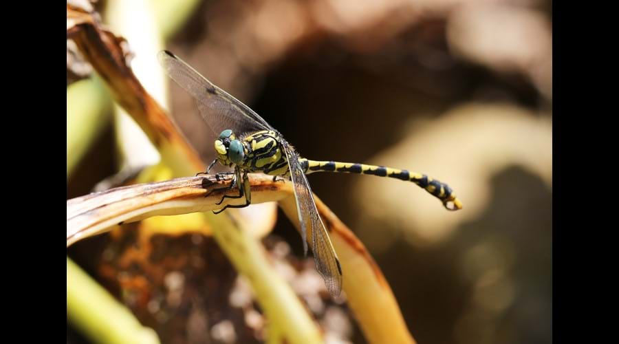 Along with a Golden Ringed dragonfly settling near the stream, taken by a guest during their stay