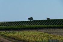 Local vineyards nestling near the coast at Talmont sur Gironde