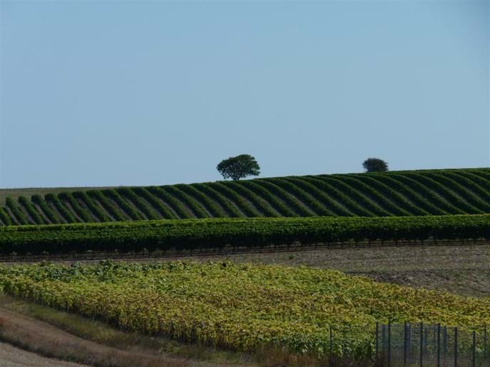 Local vineyards nestling near the coast at Talmont sur Gironde
