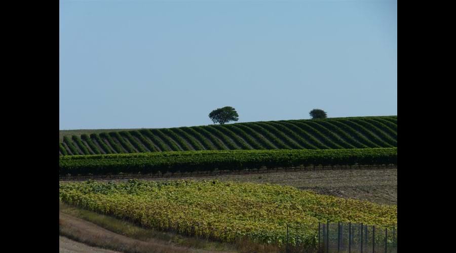 Local vineyards nestling near the coast at Talmont sur Gironde