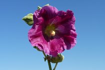 Vivid hollyhocks sway in the breeze and line the whitewashed villages of Talmont sur Gironde, Mornac sur Seudre and the Ile de Re, as well as in the moulin