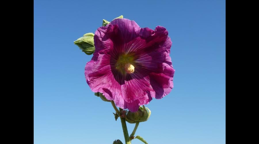 Vivid hollyhocks sway in the breeze and line the whitewashed villages of Talmont sur Gironde, Mornac sur Seudre and the Ile de Re, as well as in the moulin