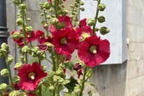 The brightly coloured hollyhocks adorn Talmont