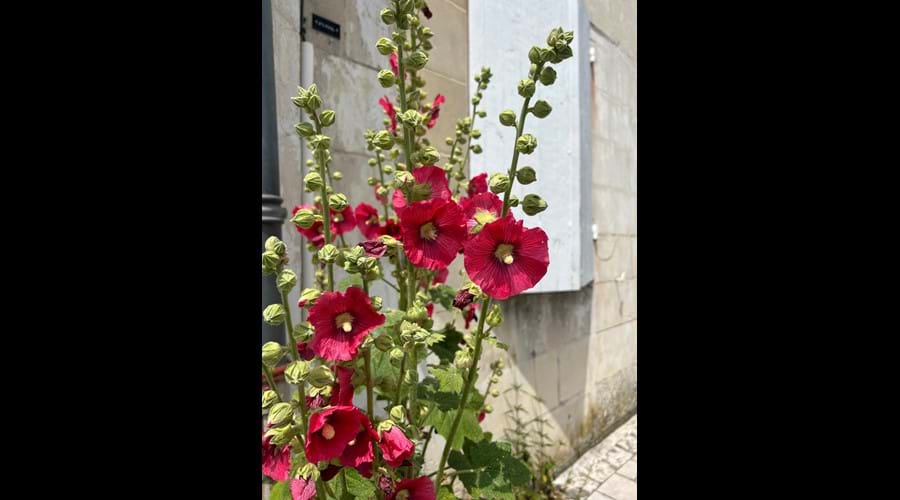 The brightly coloured hollyhocks adorn Talmont