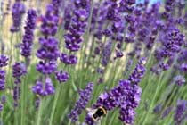 With the nectar loving bees as they keep busy amongst the lavender bordering the garden