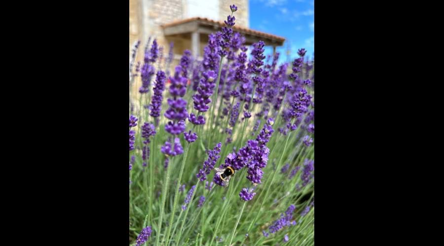 With the nectar loving bees as they keep busy amongst the lavender bordering the garden