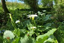 And lilies and irises adorn the banks of the river, where the millstream rejoins it as it flows through the garden