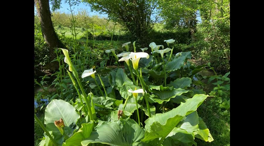 And lilies and irises adorn the banks of the river, where the millstream rejoins it as it flows through the garden