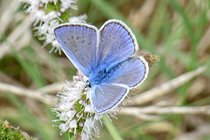 One of the many common blue butterflies which frequent the garden
