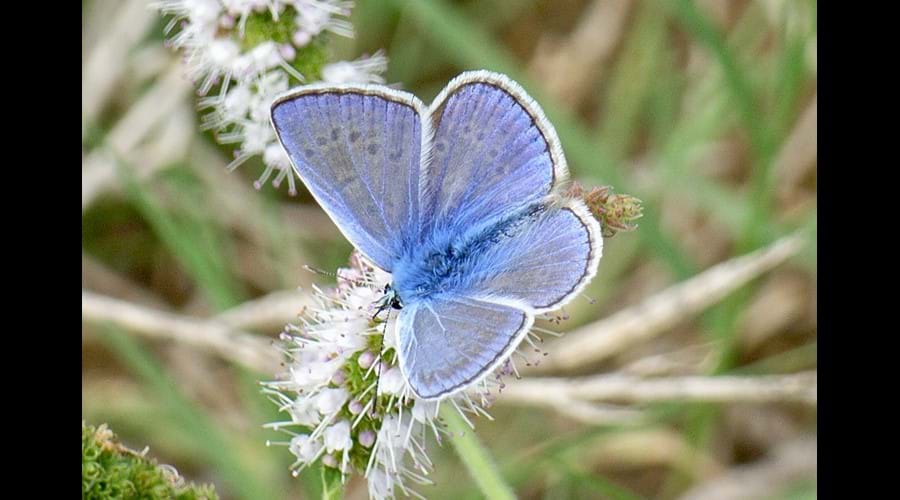 One of the many common blue butterflies which frequent the garden