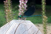And colourful demoiselle dragonflies, one captured here as it lands on the terrace