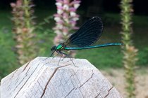 And one of the many colourful dragonflies, captured as it lands on the terrace