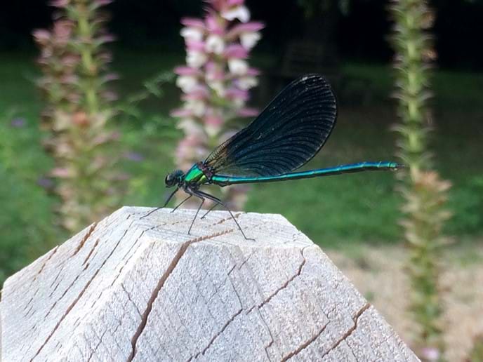 And one of the many colourful dragonflies, captured as it lands on the terrace