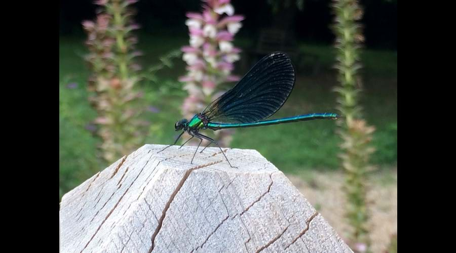 And one of the many colourful dragonflies, captured as it lands on the terrace