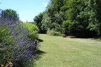 Fragrant, colourful lavender grows in abundance around the pool area