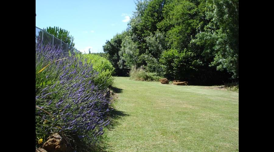 Fragrant, colourful lavender grows in abundance around the pool area