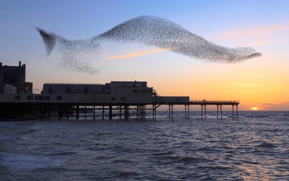 Starling murmuration