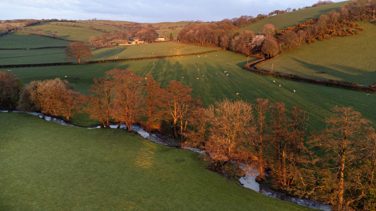 Drone shot of meadow