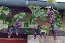 Vines which wrap around the cottage