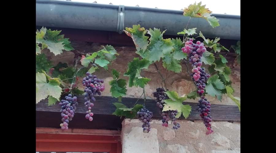 Vines which wrap around the cottage