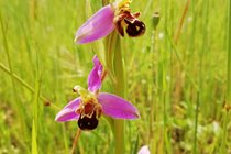 Bee orchid in the meadow