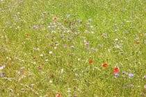 Our meadow