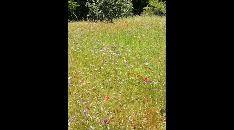 Our meadow