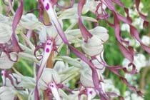Wild orchids in our meadow