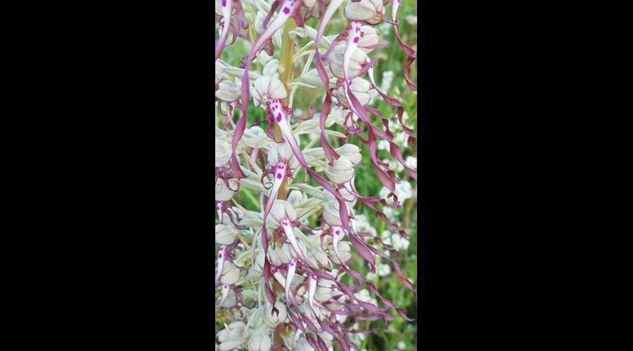 Wild orchids in our meadow