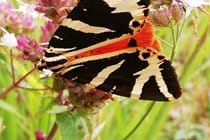 Meadow visitors
