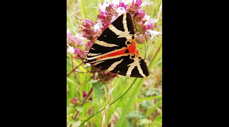 Meadow visitors