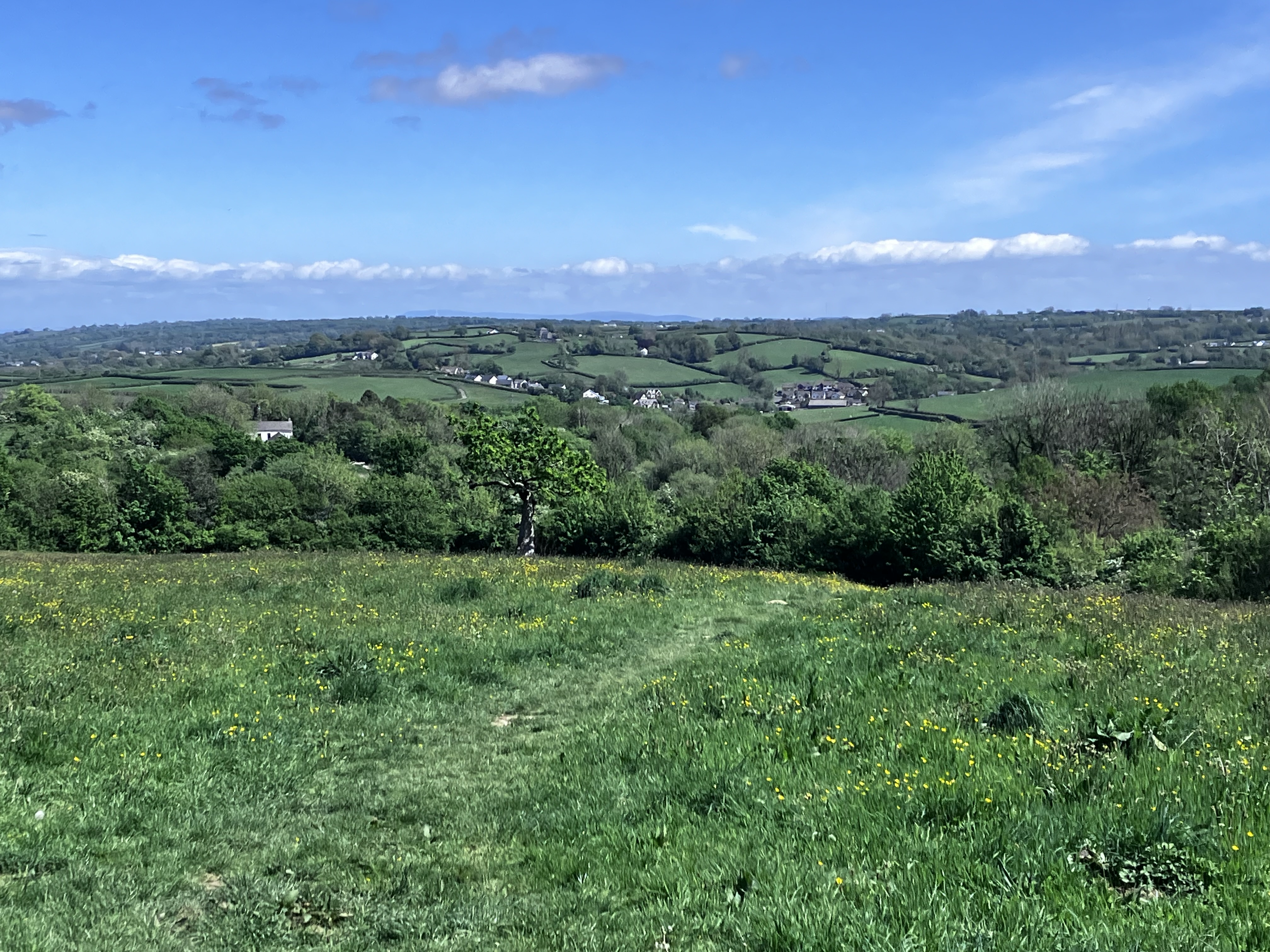 Castle Green woods