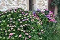 Hydrangeas at the front gate | Des hydrangéas devant le portail d