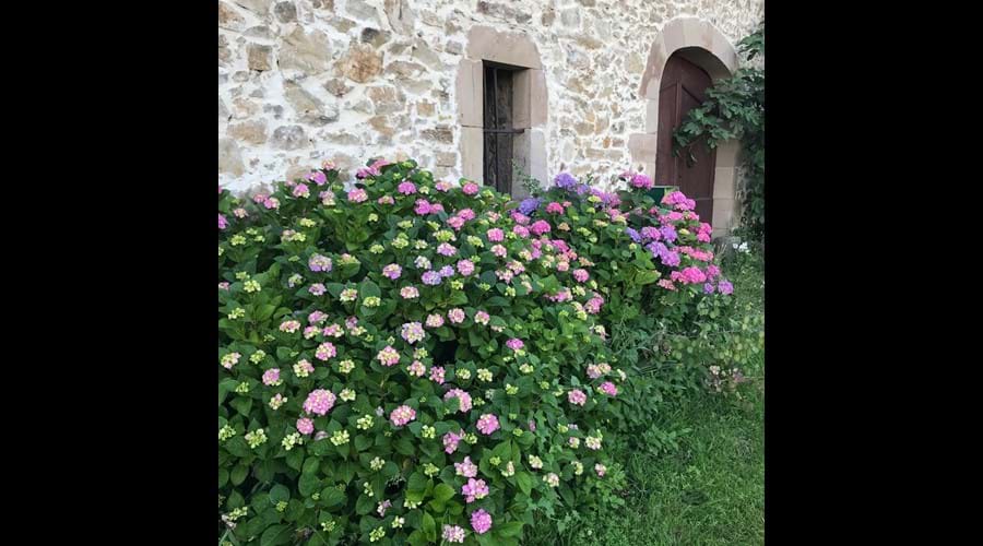Hydrangeas at the front gate | Des hydrangéas devant le portail d