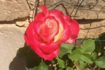 Rose outside the gîte door | Une rose devant la porte du gîte