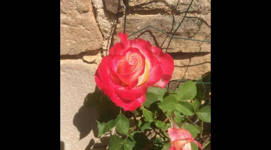 Rose outside the gîte door | Une rose devant la porte du gîte