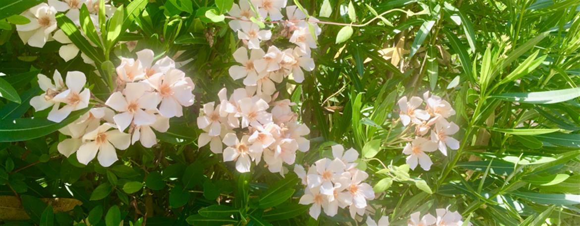 Header Image