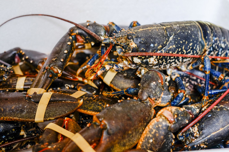 lobster cookery course