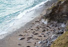 Seals at Mutton Cove, Godrevy