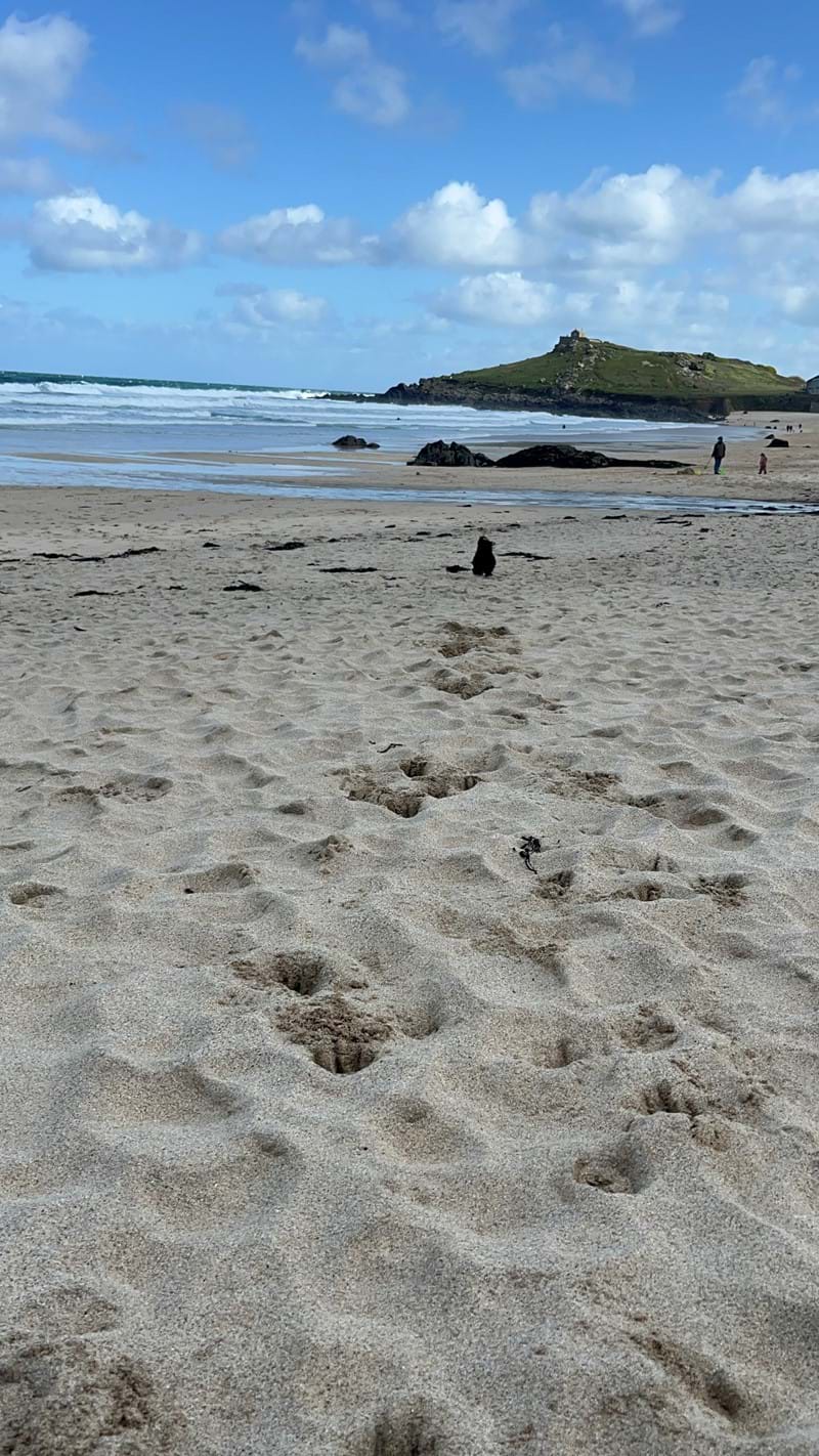 Dog playing on Porthmeor Beach